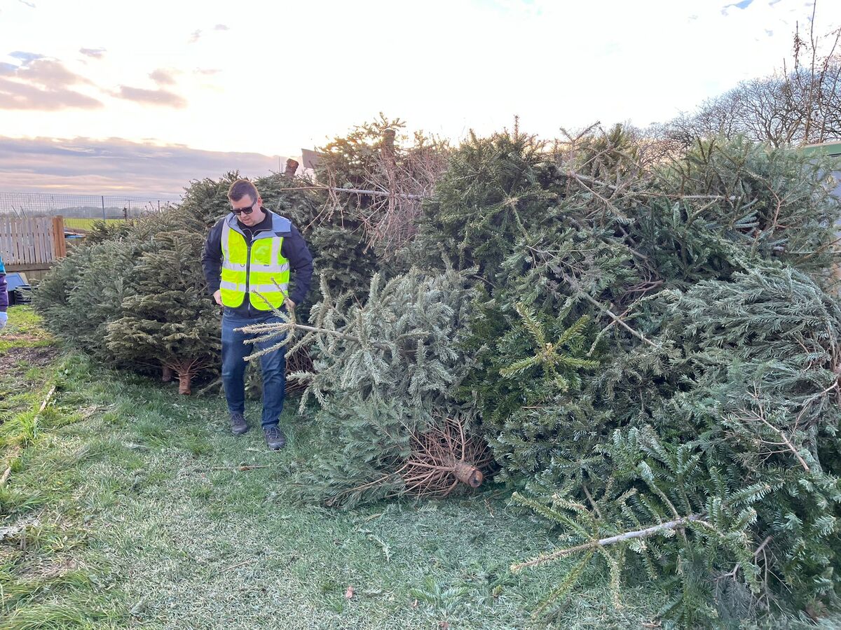 Pile of trees for shredding